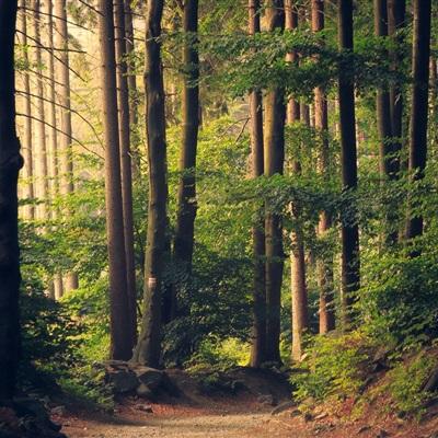 AOA体育下载手机版